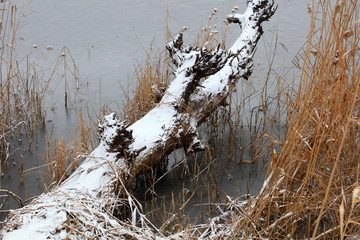 dead tree fell in the snow