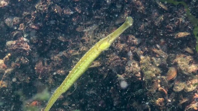 Broad-nosed pipefish (Syngnathus typhle). Rubbish in the water, Polyethylene bag kills marine animals. Ecology of nature, plastic. Black Sea, Ukraine