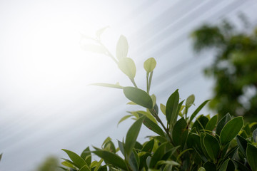 green leaves of tree in spring