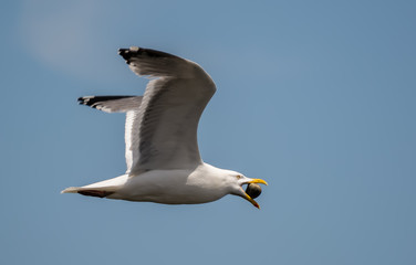 Seagull with Clam
