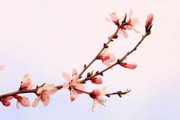 blooming peach blossoms in the garden