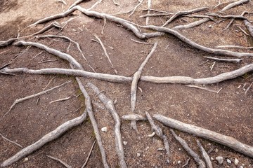 tree roots pushing up from underneath to top soil
