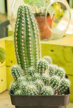 Cactus Lobivia Echinopsis aurea shaferi