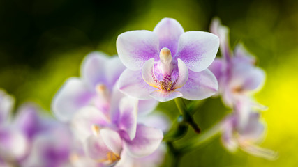 Naklejka na ściany i meble Purple Orchid Flowers