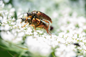 A pair of banded longhorn beetles mating on queen Anne's lace.