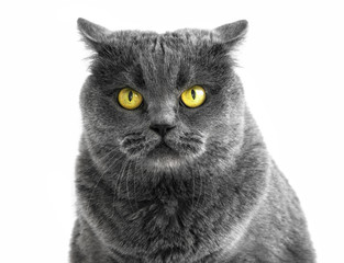 Portrait of purebred British cat with yellow eyes looks like an owl or eagle-owl. The cat looks at camera and looks aggressive.