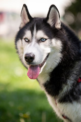 Lively and energetic husky dog running around the park in spring