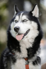 Lively and energetic husky dog running around the park in spring