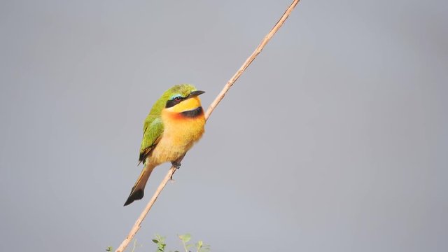 slow motion shot of a little bee-eater perched on a branch at masai mara game reserve in kenya, africa