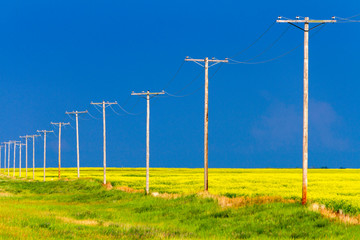 Wood Telephone Poles Canadian Prairies