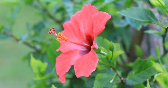 Hibiscus at Ohama beach in Amami oshima Kagoshima