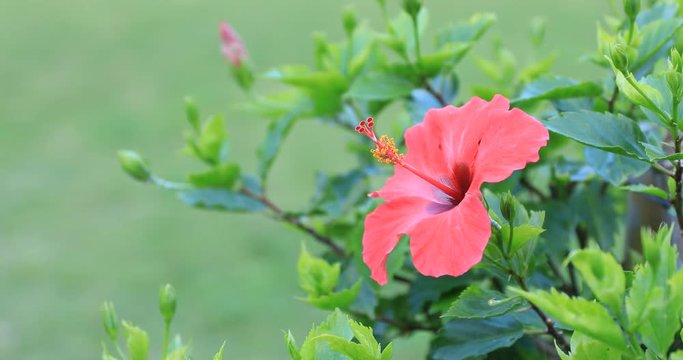 Hibiscus at Ohama beach in Amami oshima Kagoshima