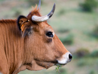Profile of cow looking in a meadow of Spain.
