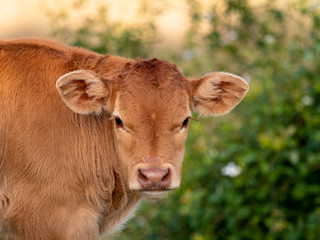 Calves in a meadow of Spain.