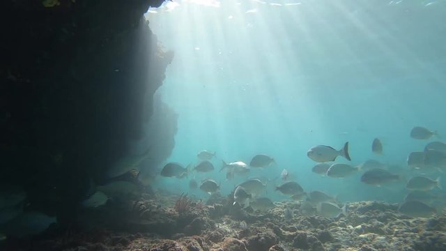 Underwater shot with beautiful light and schooling fish on Australian reef