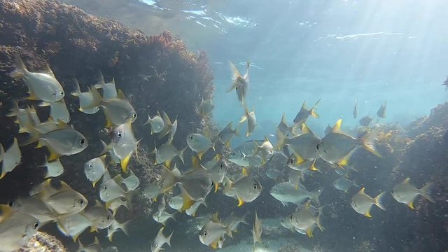 Underwater shot of schooling tropical fish on Australian reef