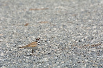 Fototapeta premium Killdeer in Gravel