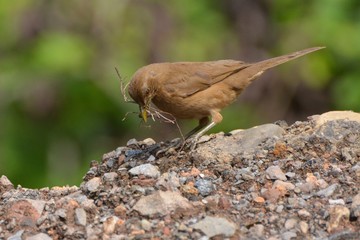 Fototapeta premium Clay-colored Thrush Gathering Nesting Material