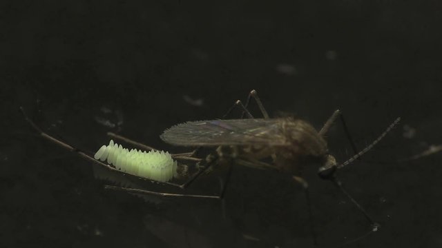Mosquito laying eggs 1303 3