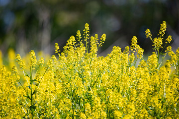 Flora Flowers Wildflowers Yellow Goldenrod Background Backgrounds