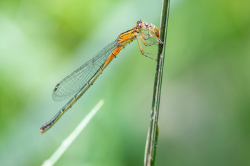 An orange bluet eats a flower fly