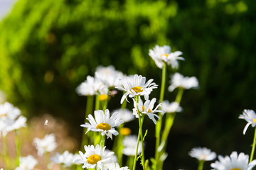 Fototapeta premium Spring outdoor, blooming dahlia in the sunset, backlit close-up, white petals, yellow buds of wild chrysanthemums，Leucanthemum maximum (Ramood) DC.