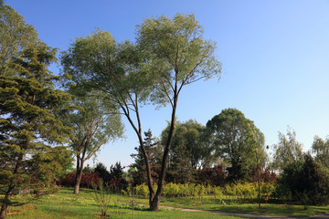 Fototapeta premium Botanical Garden View