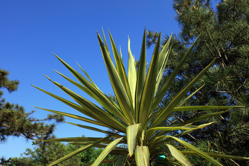 Tropical plant
