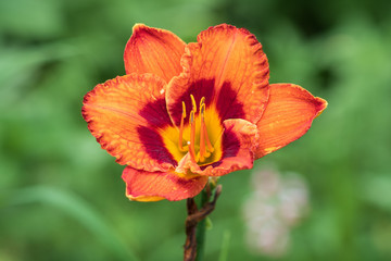 Orange daylily flower