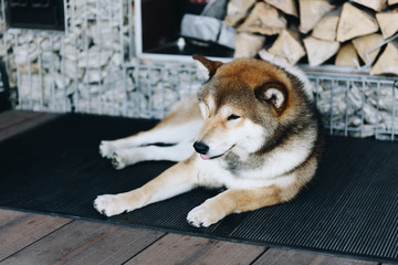 A relaxed shiba inu dog laying on the porch with logs behind