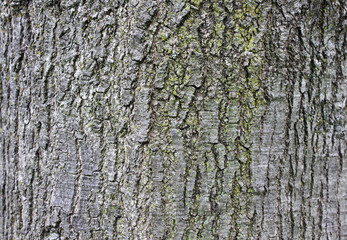 Tree bark texture rough surface
