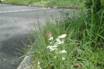 夏、あじさい、緑、花、影、蝶