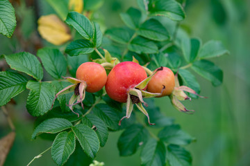 Beginning ripe rosa rugosa fruit, Rose hips on a branch