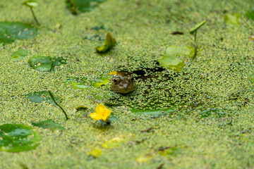 Great duckweed and floating frog