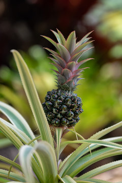 Young fruits of Pineapple, on the branch