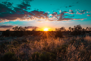 Naklejka premium sunset over bush