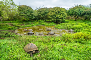 Naklejka premium Galapagos Giant Tortoise on Santa Cruz Island in Galapagos Islands. Group of many Galapagos tortoises cooling of in water hole. Amazing animals, nature and wildlife photo from Galapagos highlands.