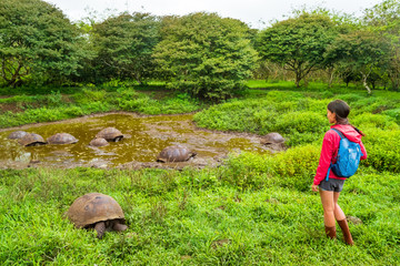 Galapagos Giant Tortoise on Santa Cruz Island in Galapagos Islands. Ecotourism tourist looking at...