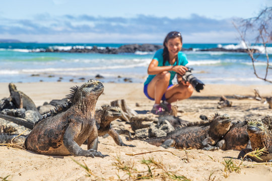Ecotourism tourist photographer taking wildlife photos on Galapagos Islands of famous marine iguanas. Focus on marine iguana. Woman taking pictures on Isabela island in Puerto Villamil Beach.
