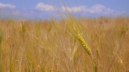 Fototapeta premium Barley ripening in field