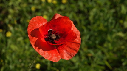 Close up of red poppy flower