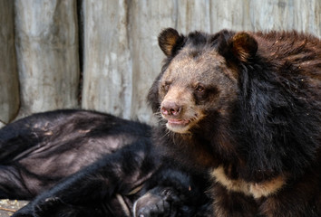 brown bear