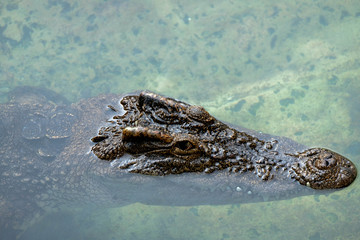 crocodile in the water