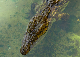 crocodile in the water