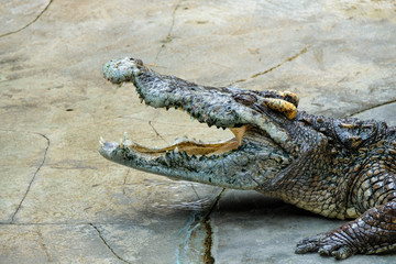 Obraz premium crocodile open mouth