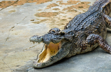 crocodile open mouth