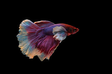 fighting fish with black background