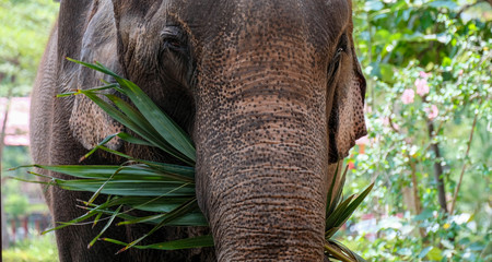 close up elephant 