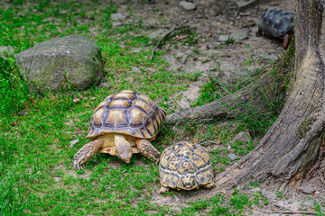 Obraz premium Two turtle crawling on the grass in park.