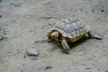 Obraz premium Turtle crawling on the sand with stones.